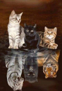 Diamond Painting aus 3 Katzen werden Raubtiere Topseller 40x50cm eckig